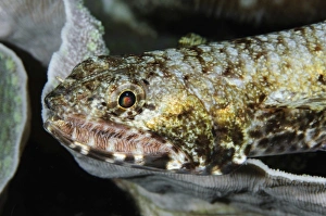 Colorful Ocean Animals Drucke: Lizardfish, Indonesia