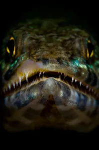 Aquatic Animal Images Drucke: Lizardfish portrait