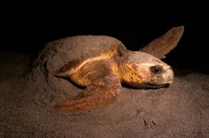 Florida Beach Wildlife Drucke: Loggerhead turtle nesting on the beach, Florida