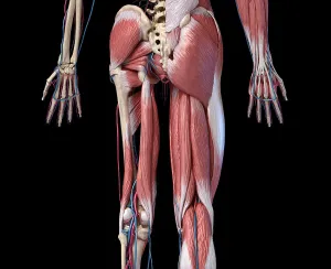 Cardiovascular System Artwork Drucke: Low section rear view of human limbs