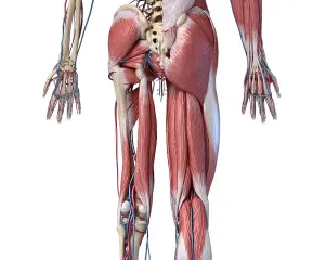 Cardiovascular System Diagrams Drucke: Low section rear view of human limbs