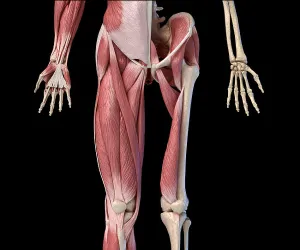 Human Anatomy Drucke: Low section front view of human limbs