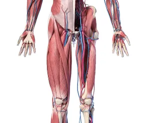 Blood Vessel Illustration Drucke: Low section front view of human limbs