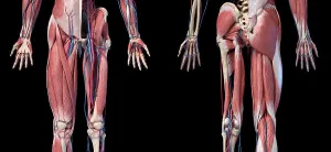 Cardiovascular System Diagrams Drucke: Low section views of human limbs