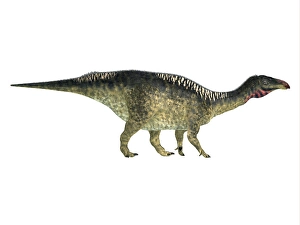 Prehistoric Herbivores Drucke: Lurdusaurus dinosaur, side profile