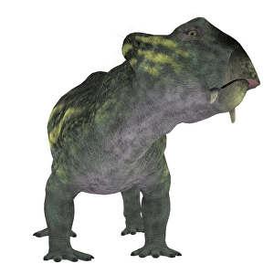 Dinosaur Artwork Drucke: Lystrosaurus dinosaur, front view
