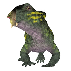 Prehistoric Animal Images Drucke: Lystrosaurus dinosaur, front view