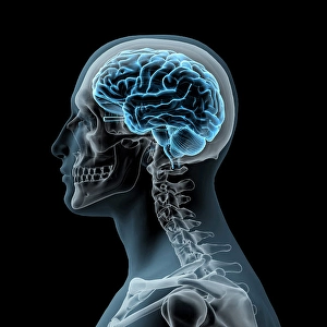 Human Spine Anatomy Drucke: Man with skull and glowing brain