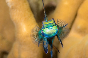 Perciformes Fish Types Drucke: Mandarinfish, Synchiropus splendidus