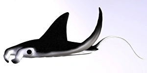 Large Fish Species Drucke: Manta Ray