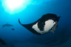 Animal Themes Photography Drucke: Two manta rays (Mobula birostris)