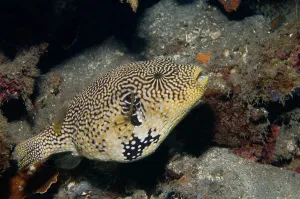 Indo Pacific Ocean Wildlife Drucke: Map puffer (Arothron mappa), Lembeh Strait