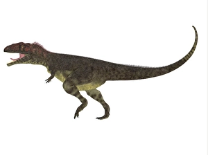 Carnivorous Dinosaur Drucke: Mapusaurus dinosaur, white background