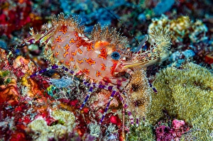 Crustacean Wildlife Drucke: Marbled shrimp complex (Saron spp)