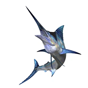 Tropical Fish Drucke: Marlin