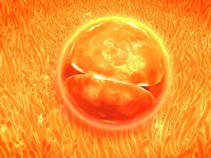 Entwicklung des Embryos nach der Befruchtung 24-36 Stunden