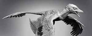 Cretaceous Era Dinosaurs Drucke: Microraptor dinosaur on gray background