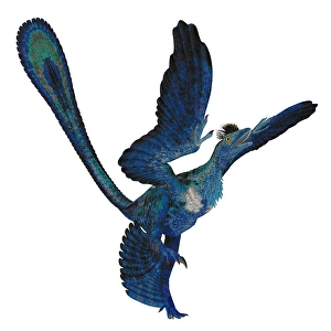 Dinosaur Artwork Drucke: Microraptor reptile, side view on white background