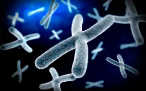 Molecular Biology Images Drucke: Microscopic view of chromosome
