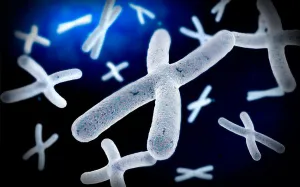 Biomedical Artwork Drucke: Microscopic view of chromosome