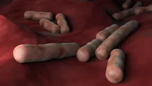 Gram Positive Bacteria Drucke: Microscopic view of Clostridium perfringens bacteria