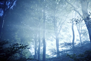 Denmark Landscape Photography Drucke: Misty rays of light pass through forest trees, Liselund Slotspark, Denmark