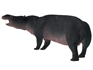 Prehistoric Mammal Drucke: Moeritherium mammal, side view