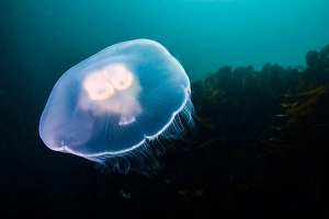 Moon Jellyfish Drucke: Moon jellyfish