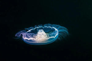 Moon Jellyfish Drucke: Moon jellyfish