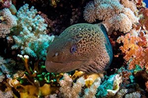 Moray Eel Portrait Drucke: A moray eel framed with beautiful soft corals