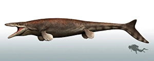 Prehistoric Sea Creature Drucke: Mosasaurus with a scuba diver for size reference
