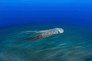 Cephalopod Wildlife Drucke: A motion blurred image of a day octopus