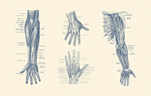 Human Body Part Diagrams Drucke: Multi-view diagram showcasing ligaments