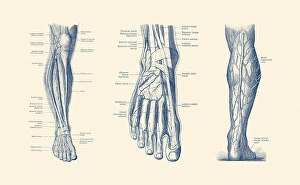 Circulatory System Artwork Drucke: A multi view of the human leg and foot