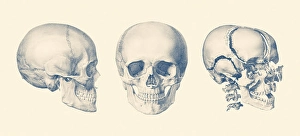 Biomedical Illustrations Of Bones Drucke: A multi view of the human skull