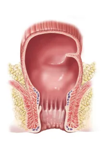 Human Digestive System Illustration Drucke: Detail of normal rectum and anus