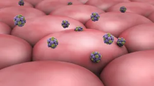 Biomedical Illustration Drucke: Norovirus attacking cell