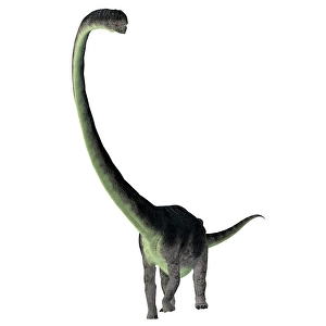 Dinosaur Artwork Illustration Drucke: Omeisaurus dinosaur, front view
