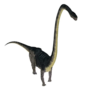 White Background Dinosaur Image Drucke: Omeisaurus dinosaur, white background