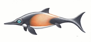 Jurassic Period Fossils Drucke: Ophthalmosaurus, side view on white background