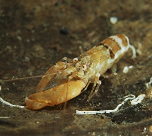 North Sulawesi Wildlife Drucke: Orange snapping shrimp in coconut shell, North Sulawesi, Indonesia