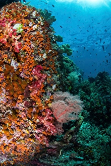 Coral Reef Ecosystem Photos Drucke: Orange soft corals and fish on a reef