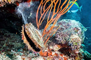 Tropical Underwater Scenes Drucke: An oyster spawning, Maldives