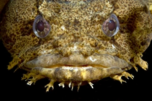 Meeresrasselkrautfisch Atlantik