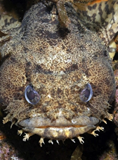 Close Up Fish Images Drucke: Oyster Toadfish, Atlantic Ocean