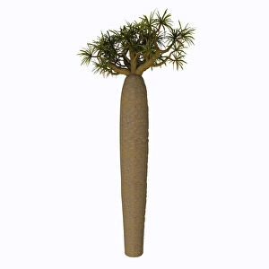 Angiosperm Illustrations Drucke: Pachypodium tree on white background