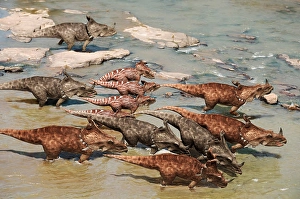 Dinosaurs In The Wild Drucke: A pack of Centrosaurus travels down a river