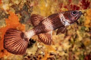 Actinopterygii Fish Drucke: Paddlefin cardinalfish, Pseudamia zonata