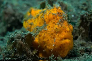 Underwater Sea Life Images Drucke: Painted frogfish, Lembeh Strait