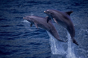 Tursiops Truncatus Species Drucke: A pair of Atlantic bottlenose dolphin